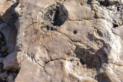 Bari, orme di dinosauro rinvenute sulla costa di Santo Spirito: �In una si distinguono le dita�